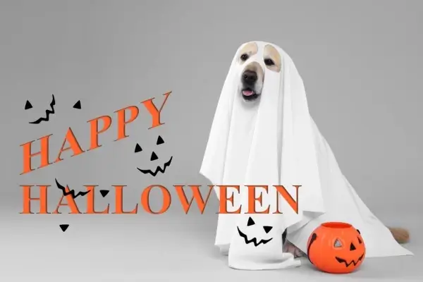 Happy Halloween from Ijara Home Finance